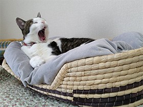 断脚の危機を乗り越えて　元気いっぱいに過ごしてます！キジ白猫「まろ」