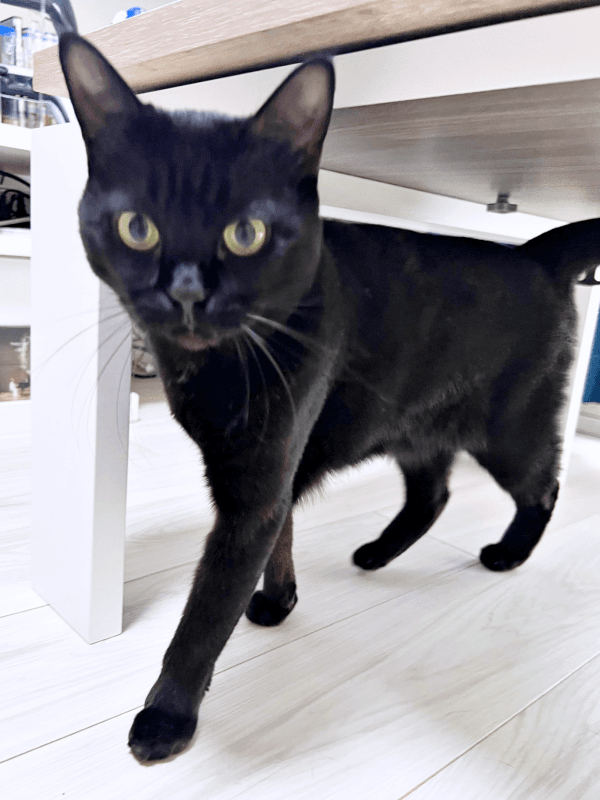 飼い主さんのそばにやって来たおはぎちゃん（画像提供：黒猫おはぎ 林遊眠@劇団ショウダウンさん）