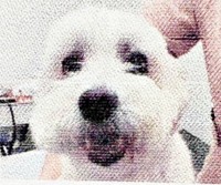 病院の診療費明細書に添えられたプクくんの写真（画像提供：プクマルさん）