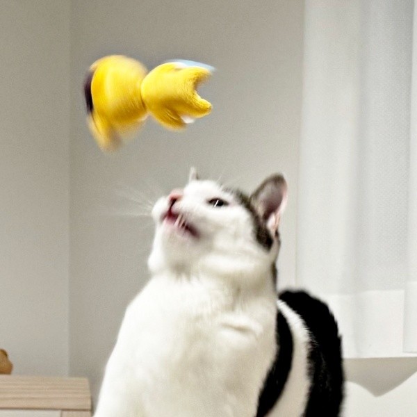 おもちゃのトリプルアクセル！？ 空中で回転するおもちゃを見上げるセロイくん（画像提供：パッツン前髪のセロイと弟プランスさん）