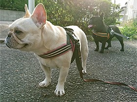 お庭で水遊びが大好き　フレブルの姉妹「きなこ」と「こまめ」