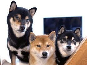 同じ柴犬でも個性それぞれ 仲良し「柴犬3兄弟 ひなあおそら」 | 「犬