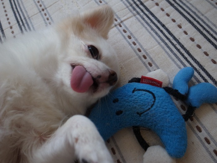 おもちゃもたくさんあるよ