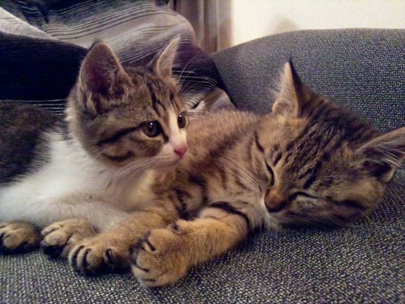 幼少期から仲良しのうしお（右）とピーチ。今年で９歳になります