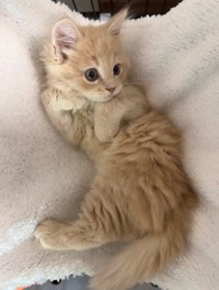 「ベビきなこの誘惑」というひと言とともに投稿された写真（画像提供：きなこくん）