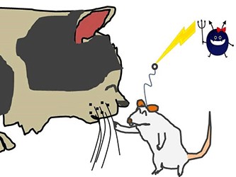 ネコをすみかにする原虫トキソプラズマ　妊婦は感染予防を