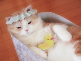 猫大満足！？　猫足バスタブ、実は爪とぎ