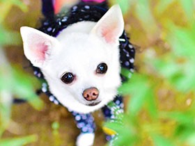 ママとわたしの秘密基地でこっそりおやつ　チワワ「キャンディ」