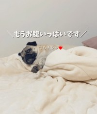 大好きな『ごはん』ワードにチラッ♡（提供：＠momokopug.0822さん）
