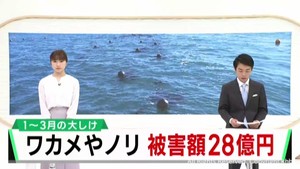 大しけによる宮城県の漁業被害２８億円に　１月から３月にかけて３回にわたって被害