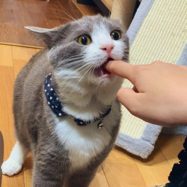 おやつを食べたいあまりにーー指をパクッとしたしらたまくん（画像提供：わがやのねこさん）