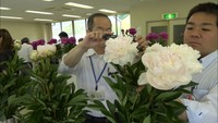 シャクヤクの出来栄えを競う共進会　中国地方最大の産地、岡山・高梁市