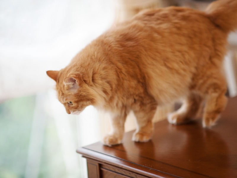 「ふわりんだから、ふわりんと着地するわよ」（小林写函撮影）