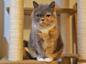 いつものタワー、今日は見つめ合わないの？　ブリショ「フムス」