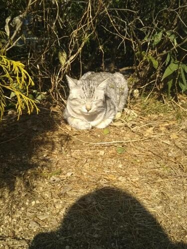 家にきたころの「にゃーちゃん（にゃん太）」