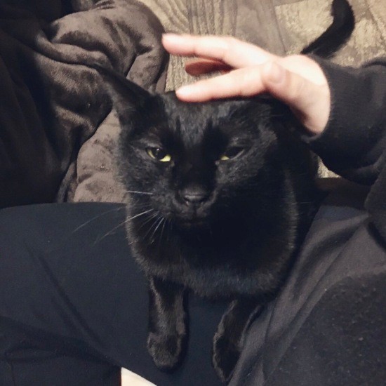 迎えて１年後、せきを切ったように心を許したパン。「甘えるって素敵、甘えるってうれしい～」。よだれを垂らしメロメロになる姿に、あいみさんも利真さんも涙したとか（あいみさん提供）