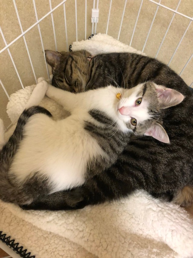 先住猫のココちゃんが、リボンちゃんを受け入れてくれた瞬間（画像提供：ココ･リボンさん）