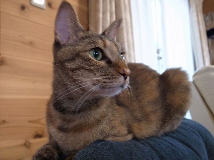 ペットロスから救ってくれた猫 犬・猫との幸せな暮らしのための