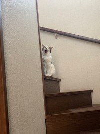 2階まで見に行ったサクラちゃん＝みふゆ(三冬)さん（@mifuyu_916）提供