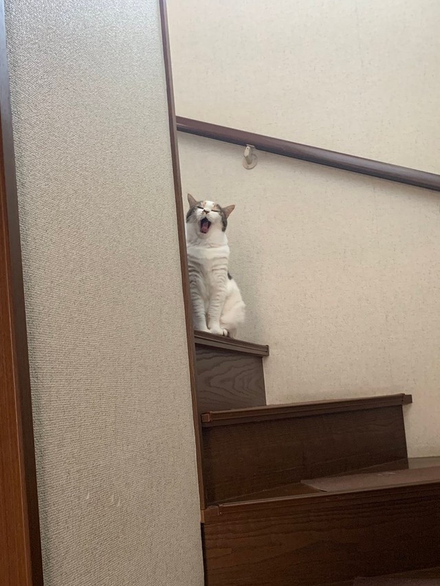 2階まで見に行ったサクラちゃん＝みふゆ(三冬)さん（@mifuyu_916）提供