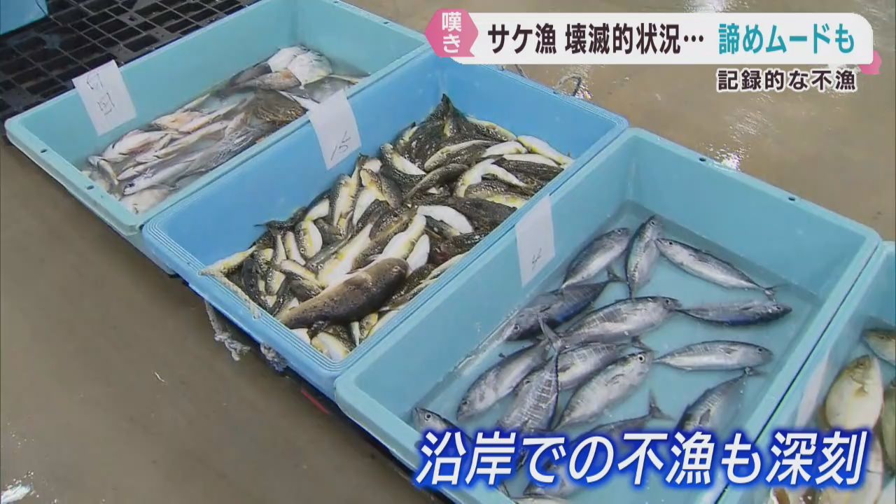 記録的な不漁が続くサケ漁　宮城県で厳しい状況