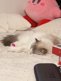 ごはんの時は「背中」をなでてもらいたいという甘えん坊なレアちゃん。「にゃーにゃーと鳴いて飼い主を呼びにきます。椅子の手すりにも手をかけて呼びにくるので、本当に可愛いです」（画像提供：レアさん）