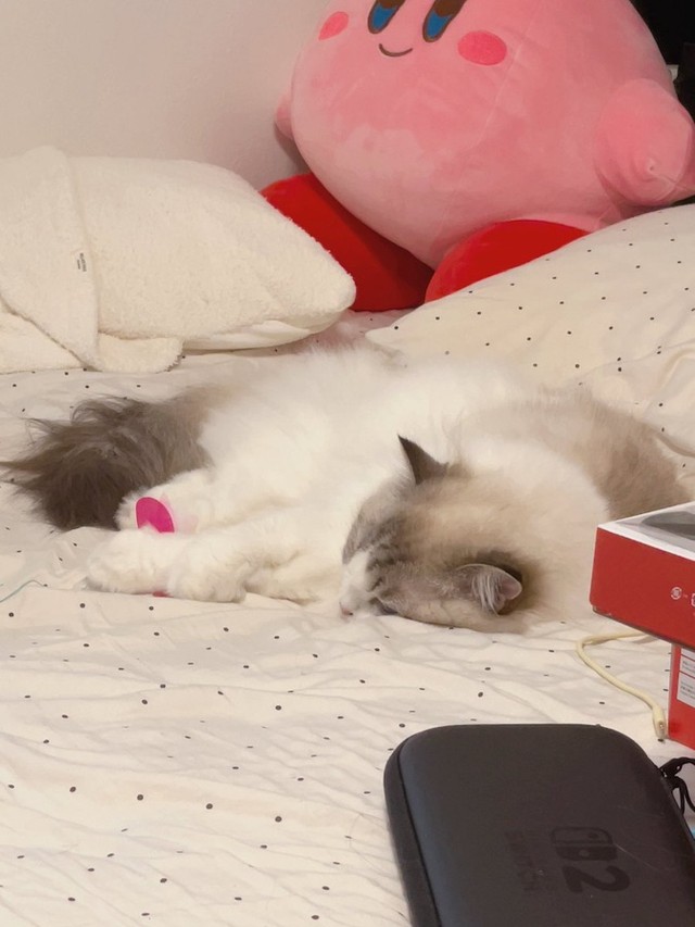 ごはんの時は「背中」をなでてもらいたいという甘えん坊なレアちゃん。「にゃーにゃーと鳴いて飼い主を呼びにきます。椅子の手すりにも手をかけて呼びにくるので、本当に可愛いです」（画像提供：レアさん）