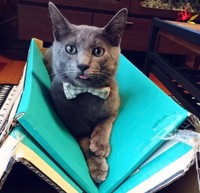 車の上にのった空くん。ぺしゃんこにつぶれてしまいました（画像提供：kurokoさん）