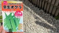 種はDAISOで購入（みかんぼーやさんXより）