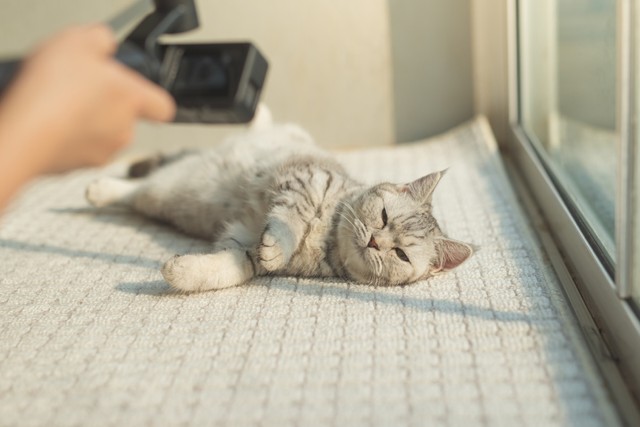 ペットの写真をよく撮影するシーンを尋ねると、猫は「寝ている時」が最も多くなりました（lalalululala/stock.adobe.com）