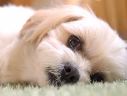 ペット保険はお得？　動物病院は全額自己負担