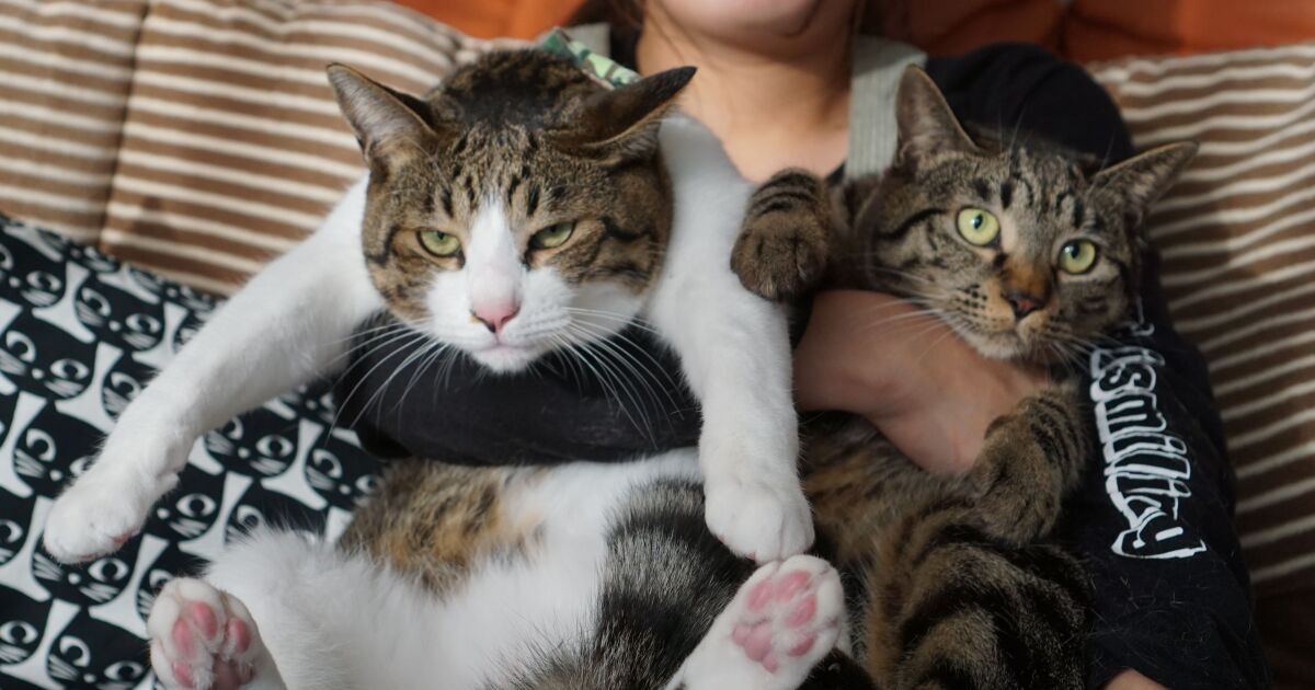 08cecd84e41b16e68814bf332985df