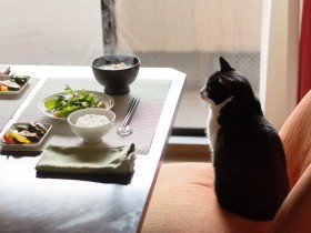 腎臓病の猫「ぽんた」との暮らし　動物病院はお守りみたいなもの（29）