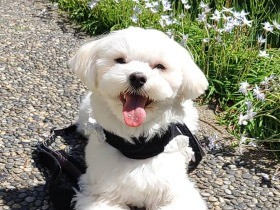 ベルチン、トンネル、爪研ぎまで！？　先住猫に教わるマルチーズ「トネイン」