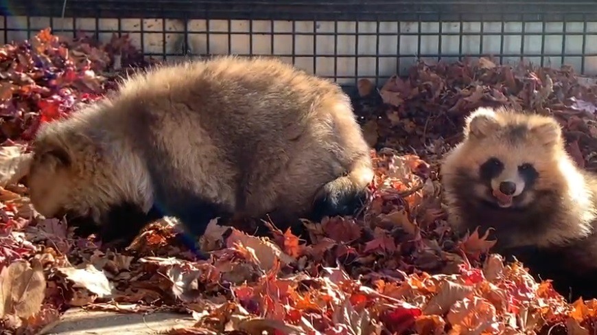 モフモフの化身？ モミジの中でたわむれるタヌキが愛らしすぎると話題