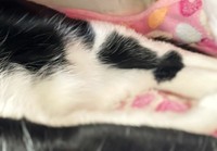 魚が大好物な初ちゃん。足に魚のような模様があります（画像提供：はっちゃんムーさん）