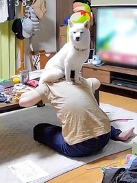 「ここにいれば大丈夫」 安心したのかうとうとするさぬきちゃん（画像提供：Horiさん）