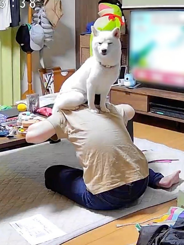 「ここにいれば大丈夫」 安心したのかうとうとするさぬきちゃん（画像提供：Horiさん）
