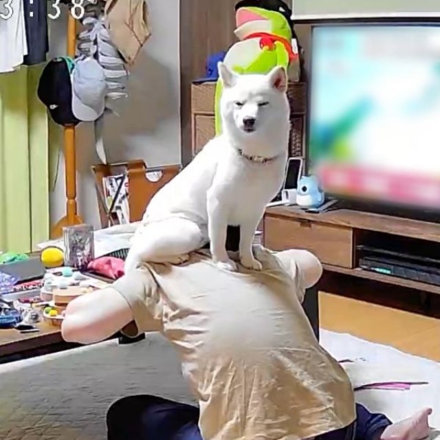 「ここにいれば大丈夫」 安心したのかうとうとするさぬきちゃん（画像提供：Horiさん）