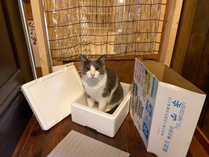 家にきたころの「はちまる」