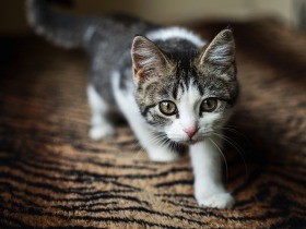 飼い猫１匹盗んだ疑いで男を逮捕　「他にも十数匹盗んだ」