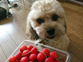 　さくらんぼが届いたよ　クルクルまつ毛のワンコ、「ビリー」
