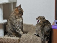 自分の息子に怒っているアビーちゃん（提供：えだももさん）