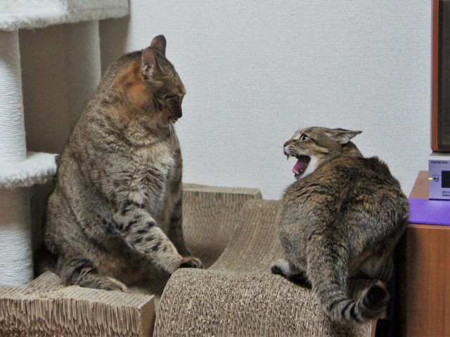 自分の息子に怒っているアビーちゃん（提供：えだももさん）