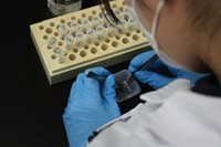 解析の様子　写真：兼子伸吾（福島大学）