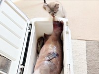 魚の尻尾をペロッとなめるくうちゃん（画像提供：無重力猫ミルコのお家さん）