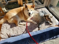 窓辺で一緒に日向ぼっこする（左から）ニコラくん、レオンくん（画像提供：きむちょさん）