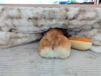 モフモフのお尻も、抜け毛がすごそう