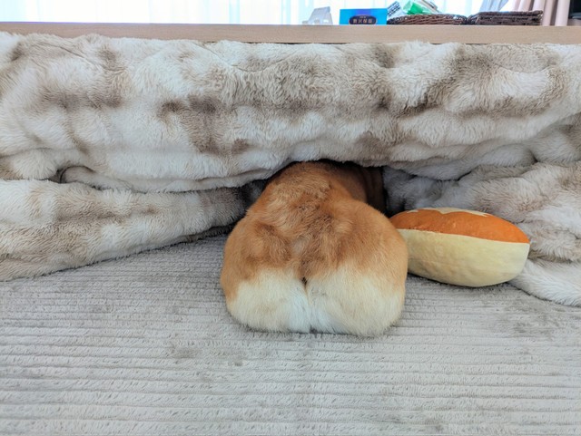 モフモフのお尻も、抜け毛がすごそう