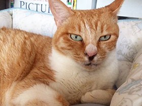 ご褒美の煮干しで一気に縮まった距離　元野良猫の「ミイ」